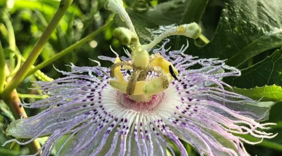 Passionflower, (Passiflora incarnata)