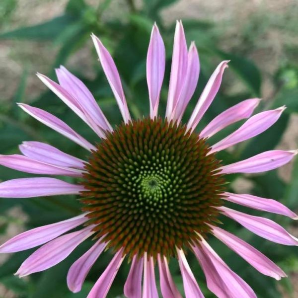 Echinacea Flowers and Leaves, Dried