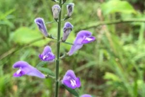 Hickory Heal Gardens + Grants 4 Plants Project