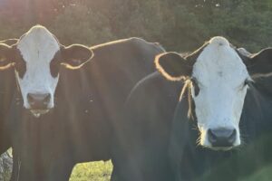 Taking Time to Reflect